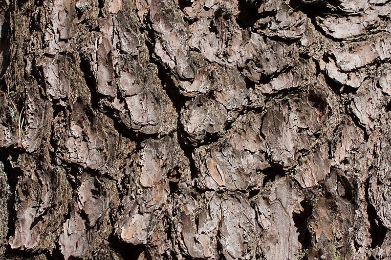 Pine tree bark.<br />March 6, 2010 - Castle Neck Peninsula, Ipswich, Massachusetts.