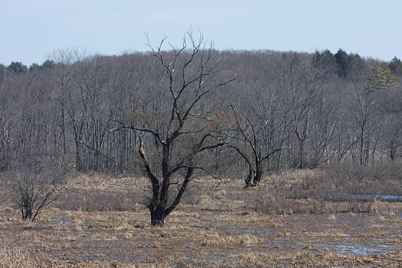 March 8, 2010 - Ipswich River Wildlife Sanctuary, Topsfield, Massachusetts.