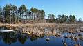March 8, 2010 - Ipswich River Wildlife Sanctuary, Topsfield, Massachusetts.