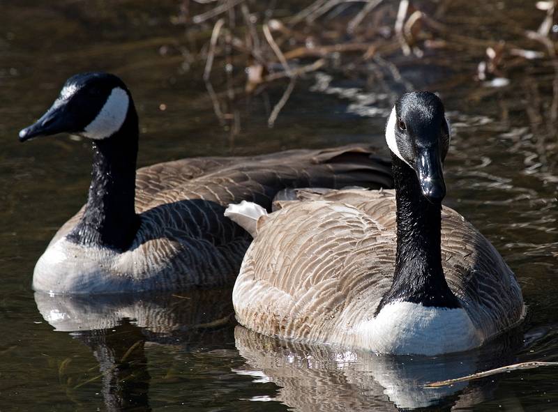 Canada geese.<br />March 8, 2010 - Ipswich River Wildlife Sanctuary, Topsfield, Massachusetts.