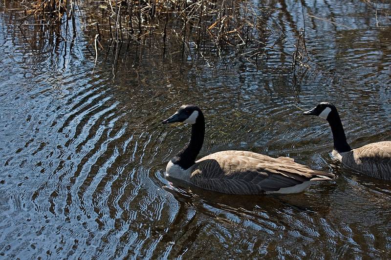 Canada geese.<br />March 8, 2010 - Ipswich River Wildlife Sanctuary, Topsfield, Massachusetts.