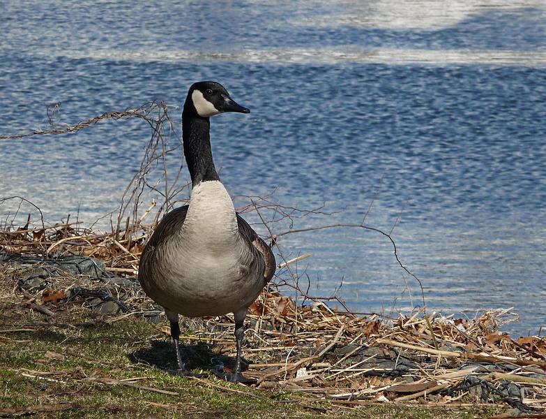 Canada goose.<br />March 17, 2010 - Alliance Park, Amesbury, Massachusetts.
