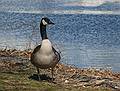 Canada goose.<br />March 17, 2010 - Alliance Park, Amesbury, Massachusetts.