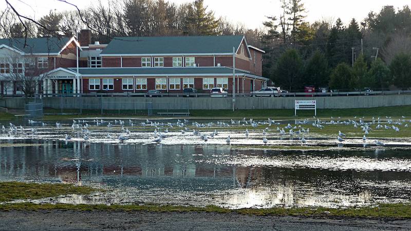 Flooding due to weekend's storm also attracted many seagulls.<br />March 17, 2010 - Donaghue School, Locust Street, Merrimac, Massachusetts.