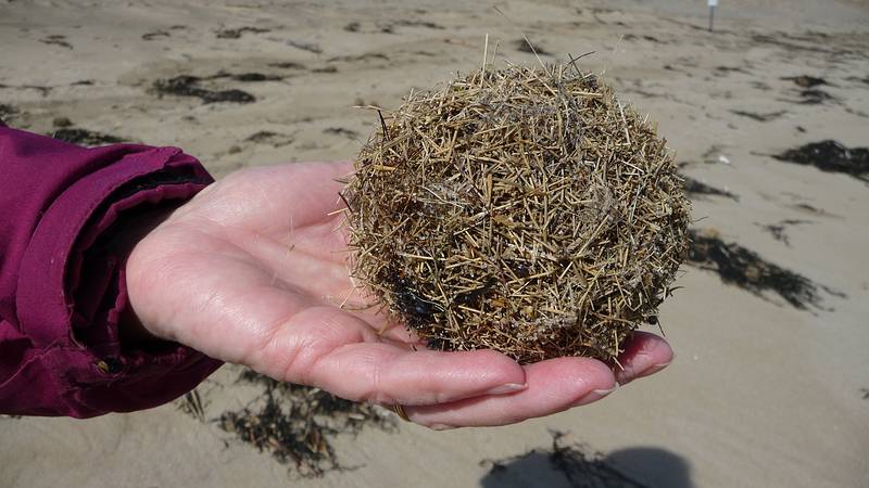 Walk south from boardwalk off parking lot # 3.<br />We found lots of these on the beach and could only speculate what genererated them.<br />March 18, 2010 - Parker River National Wildlife Refuge, Plum Island, Massachusetts.