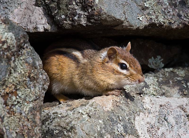 Chipmunk.<br />March 25, 2010 - Appleton Farms, Ipswich, Massachusetts.