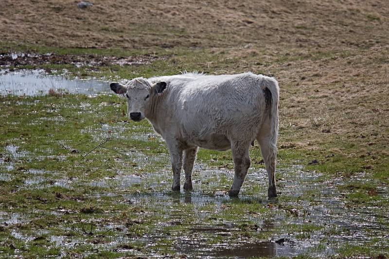 March 25, 2010 - Appleton Farms, Ipswich, Massachusetts.