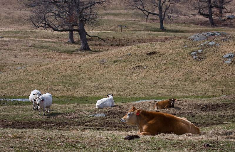 March 25, 2010 - Appleton Farms, Ipswich, Massachusetts.