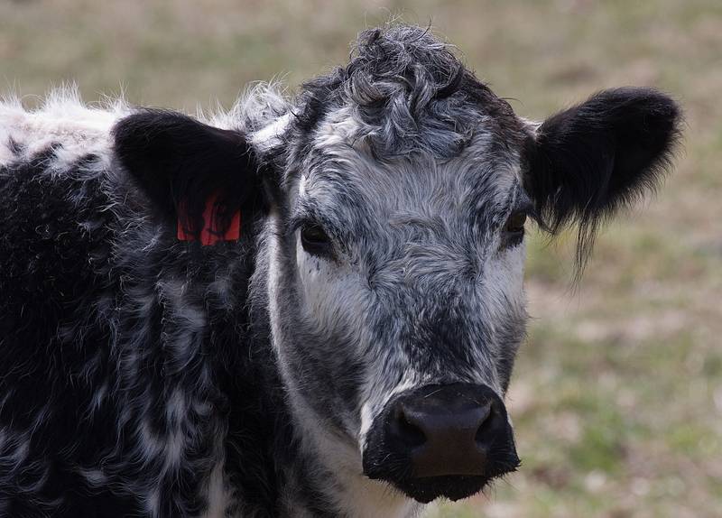 March 25, 2010 - Appleton Farms, Ipswich, Massachusetts.