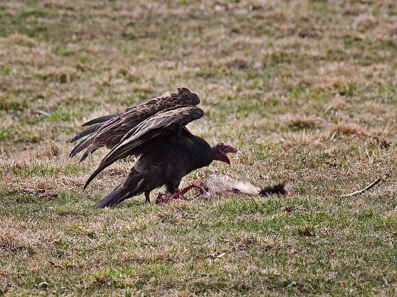 Turkey vulture feasting on a skunk.<br />March 25, 2010 - Appleton Farms, Ipswich, Massachusetts.