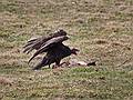 Turkey vulture feasting on a skunk.<br />March 25, 2010 - Appleton Farms, Ipswich, Massachusetts.