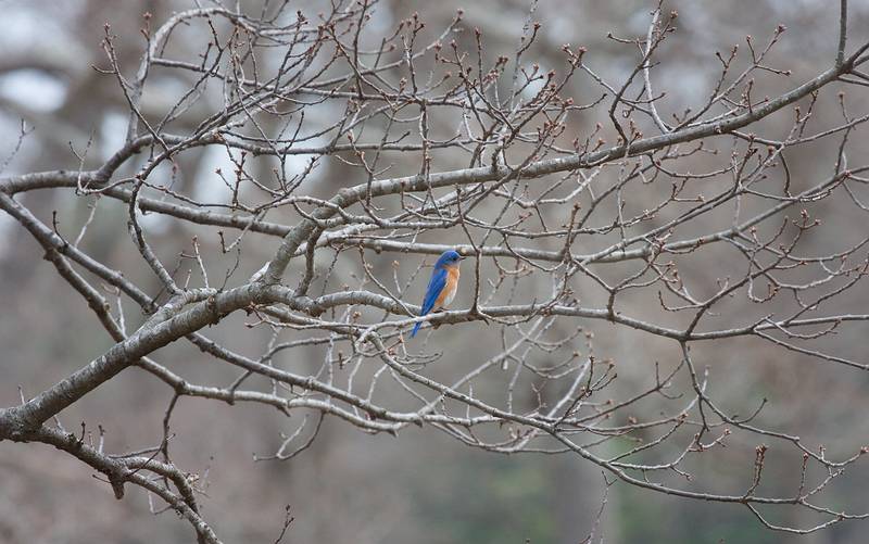 Sign of spring: an eastern bluebird.<br />March 25, 2010 - Appleton Farms, Ipswich, Massachusetts.