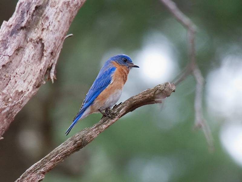 Eastern bluebird.<br />March 25, 2010 - Appleton Farms, Ipswich, Massachusetts.