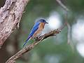 Eastern bluebird.<br />March 25, 2010 - Appleton Farms, Ipswich, Massachusetts.