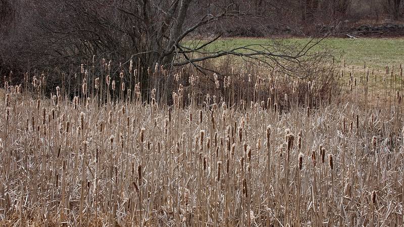 March 25, 2010 - Appleton Farms, Ipswich, Massachusetts.
