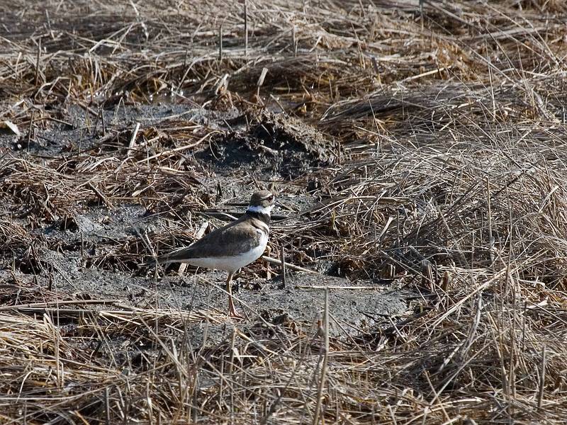 Killdeer photographed from Pines Trail observation platform.<br />April 7, 2010 - Parker River National Wildlife Refuge, Plum Island, Massachusetts.