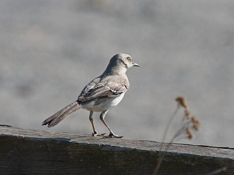 Mockingbird.<br />April 7, 2010 - Sandy Point State Reservation, Plum Island, Massachusetts.