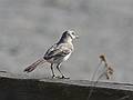 Mockingbird.<br />April 7, 2010 - Sandy Point State Reservation, Plum Island, Massachusetts.