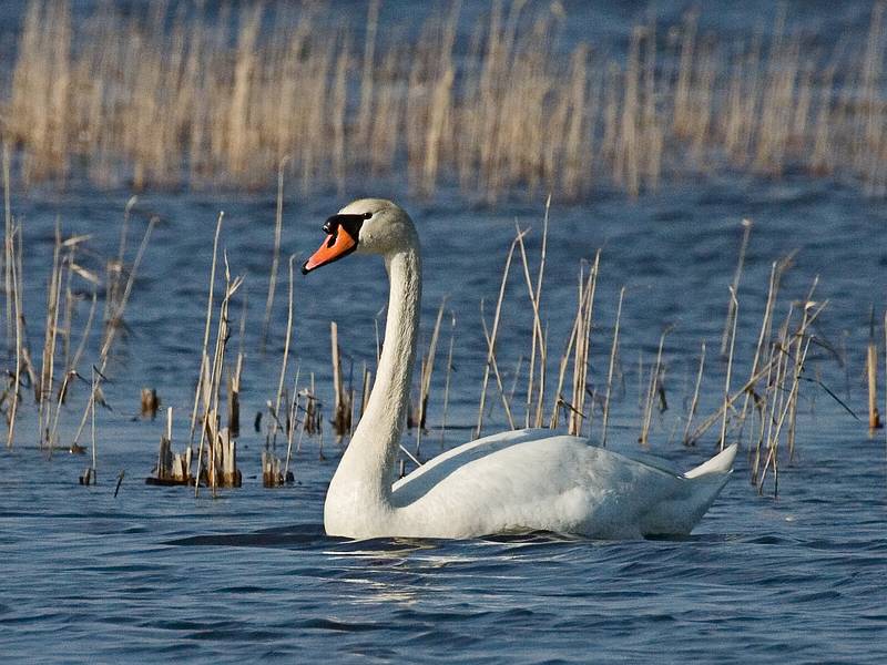 Swan.<br />April 7, 2010 - Sandy Point State Reservation, Plum Island, Massachusetts.