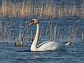 Swan.<br />April 7, 2010 - Sandy Point State Reservation, Plum Island, Massachusetts.