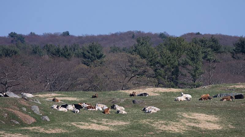 April 14, 2010 - Appleton Farms, Ipswich, Massachusetts.