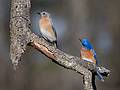 Bluebird pair.<br />April 14, 2010 - Appleton Farms, Ipswich, Massachusetts.