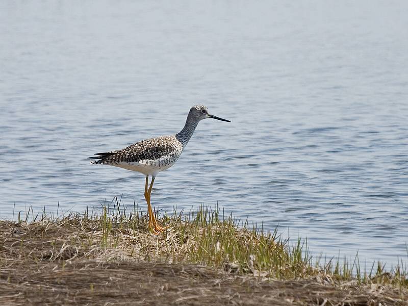 Greater yellowlegs.<br />April 22, 2010 - Nelson Island, Parker River National Wildlife Refuge, Rowley, Massachusetts.