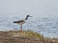Greater yellowlegs.<br />April 22, 2010 - Nelson Island, Parker River National Wildlife Refuge, Rowley, Massachusetts.