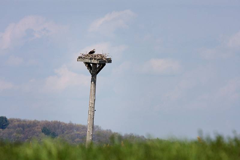 Osprey.<br />April 22, 2010 - Nelson Island, Parker River National Wildlife Refuge, Rowley, Massachusetts.