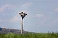 Osprey.<br />April 22, 2010 - Nelson Island, Parker River National Wildlife Refuge, Rowley, Massachusetts.
