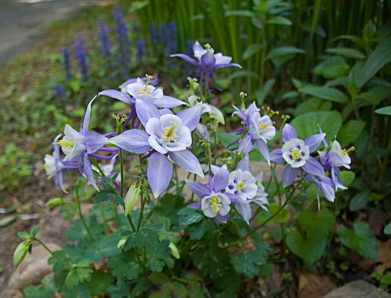 Columbine.<br />Some of the flowers in our yard.<br />May 17, 2010 - Merrimac, Massachusetts.