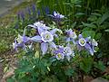 Columbine.<br />Some of the flowers in our yard.<br />May 17, 2010 - Merrimac, Massachusetts.