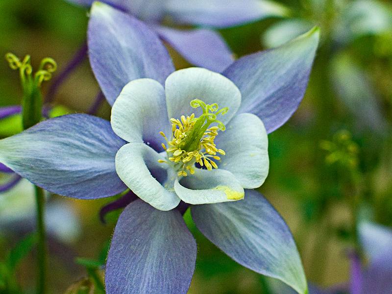 Columbine.<br />Some of the flowers in our yard.<br />May 17, 2010 - Merrimac, Massachusetts.