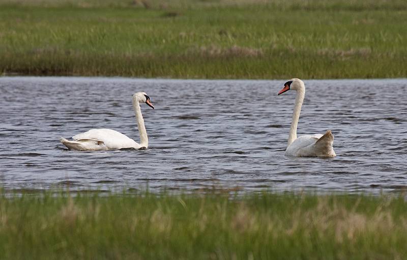 Swans.<br />May 17, 2010 - Nelson Island, Parker River National Wildlife Refuge, Rowley, Massachusetts.