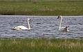 Swans.<br />May 17, 2010 - Nelson Island, Parker River National Wildlife Refuge, Rowley, Massachusetts.