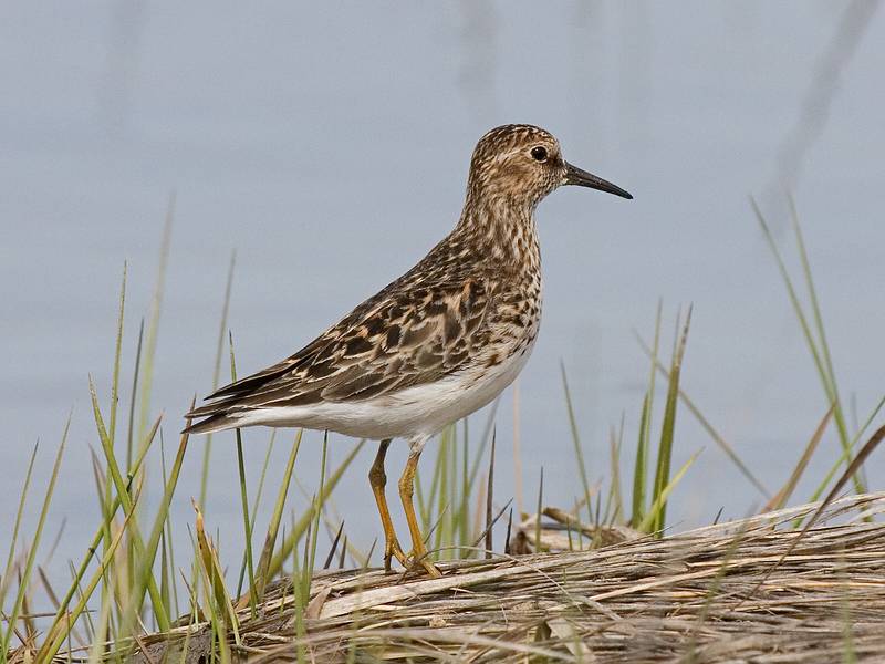 Least sandpiper.<br />May 17, 2010 - Nelson Island, Parker River National Wildlife Refuge, Rowley, Massachusetts.