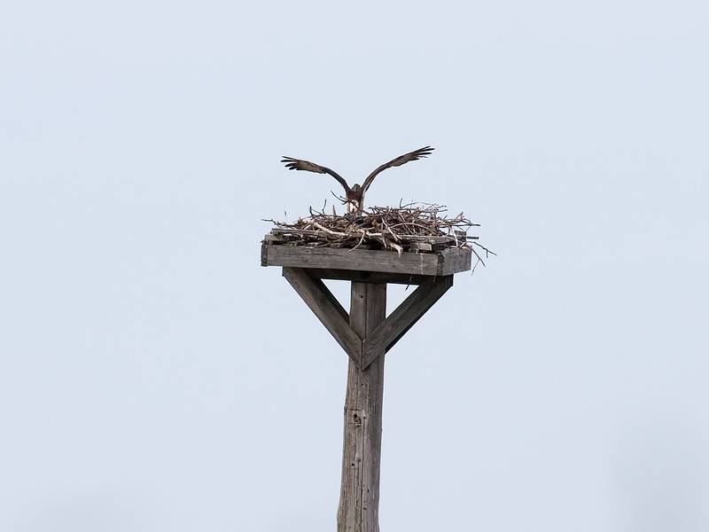 Ospray chick.<br />May 17, 2010 - Nelson Island, Parker River National Wildlife Refuge, Rowley, Massachusetts.