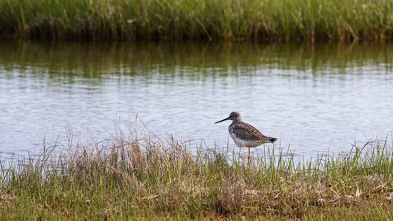 Greater yellowlegs.<br />May 17, 2010 - Nelson Island, Parker River National Wildlife Refuge, Rowley, Massachusetts.