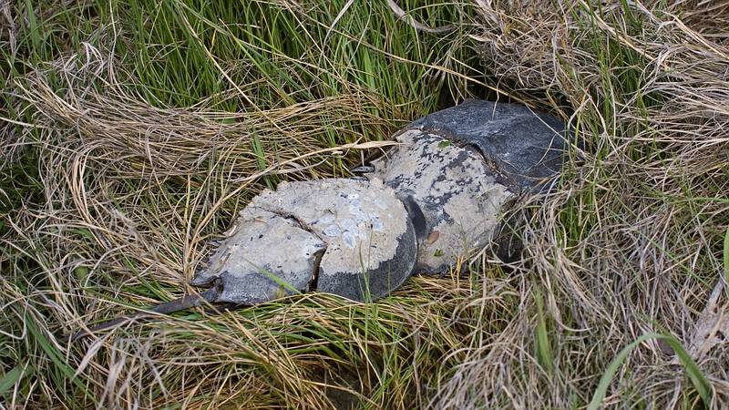 Horseshoe crabs.<br />May 17, 2010 - Nelson Island, Parker River National Wildlife Refuge, Rowley, Massachusetts.