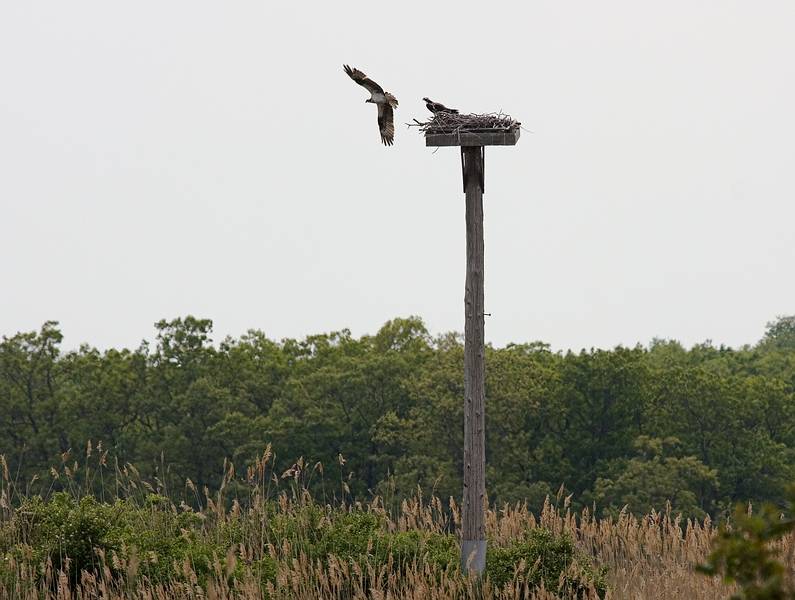An adult ospray leaves its chick behind.<br />May 17, 2010 - Nelson Island, Parker River National Wildlife Refuge, Rowley, Massachusetts.