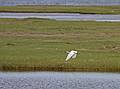 Snowy egret.<br />May 17, 2010 - Nelson Island, Parker River National Wildlife Refuge, Rowley, Massachusetts.