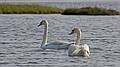 Swans.<br />May 17, 2010 - Nelson Island, Parker River National Wildlife Refuge, Rowley, Massachusetts.