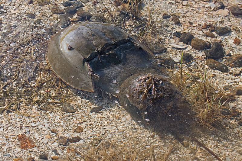 Mating horseshoe crabs.<br />May 20, 2010 - Parker River National Wildlife Refuge, Nelson Island, Rowley, Massachusetts.