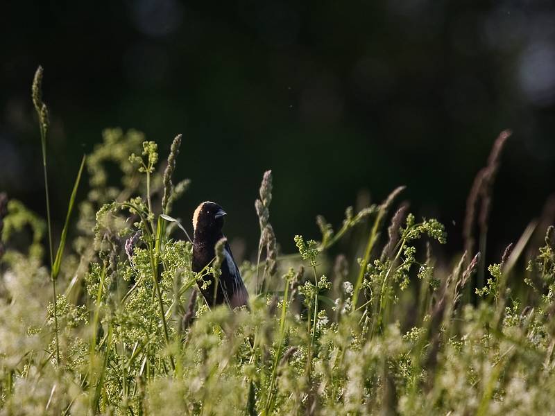 Bobolink.<br />May 20, 2010 - Parker River National Wildlife Refuge, Nelson Island, Rowley, Massachusetts.