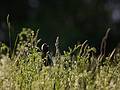 Bobolink.<br />May 20, 2010 - Parker River National Wildlife Refuge, Nelson Island, Rowley, Massachusetts.