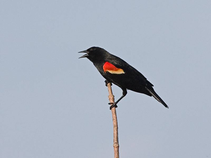 Redwinged blackbird.<br />May 20, 2010 - Parker River National Wildlife Refuge, Nelson Island, Rowley, Massachusetts.