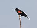 Redwinged blackbird.<br />May 20, 2010 - Parker River National Wildlife Refuge, Nelson Island, Rowley, Massachusetts.