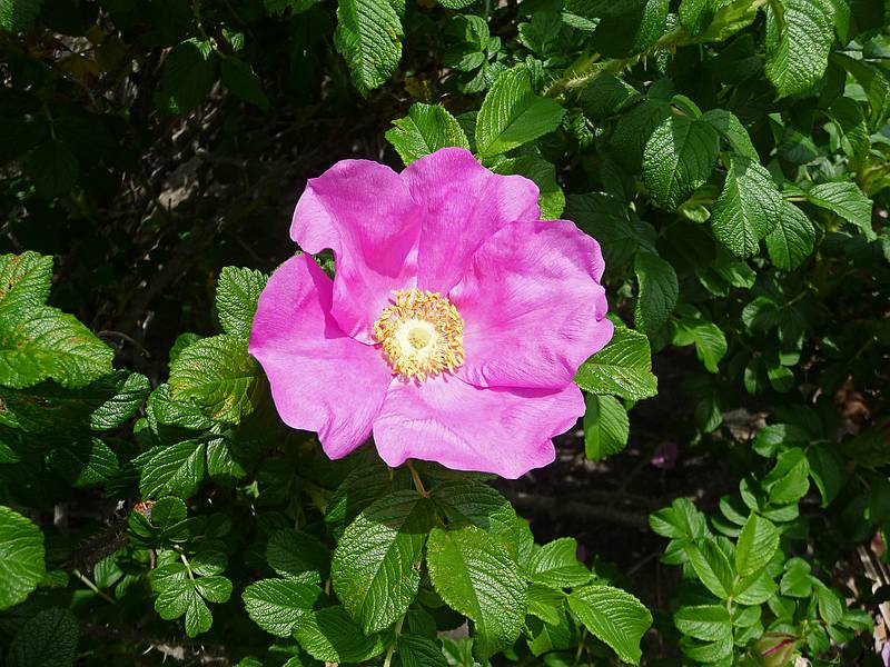 Rosa rugosa or beach rose.<br />Along the Marginal Way.<br />May 22, 2010 - Ogunquit, Maine.
