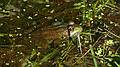 May 23, 2010 - Maudslay State Park, Newburyport, MA
