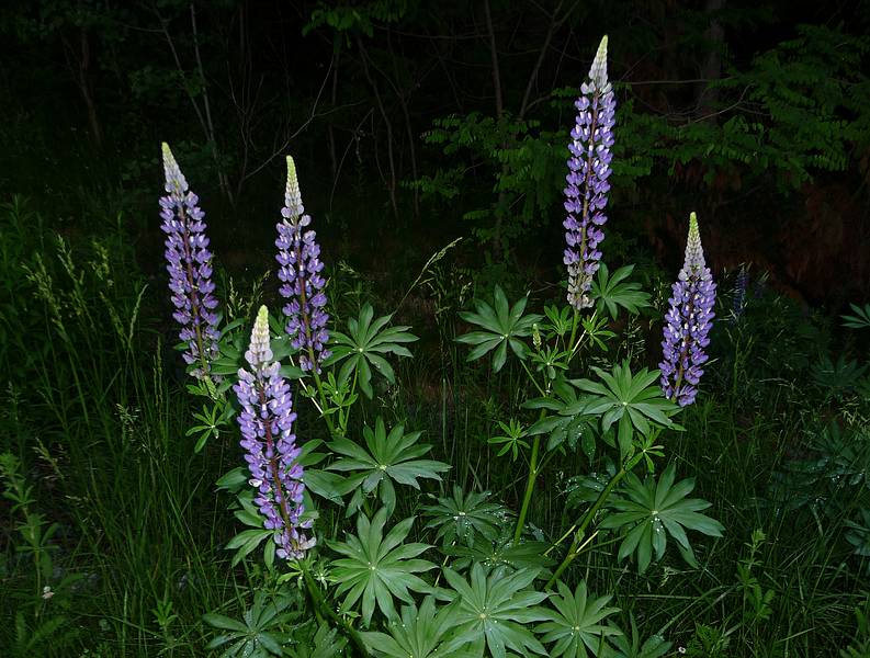 June 1, 2010 - Castle Hill Resort and Spa in Ludlow, Vermont.